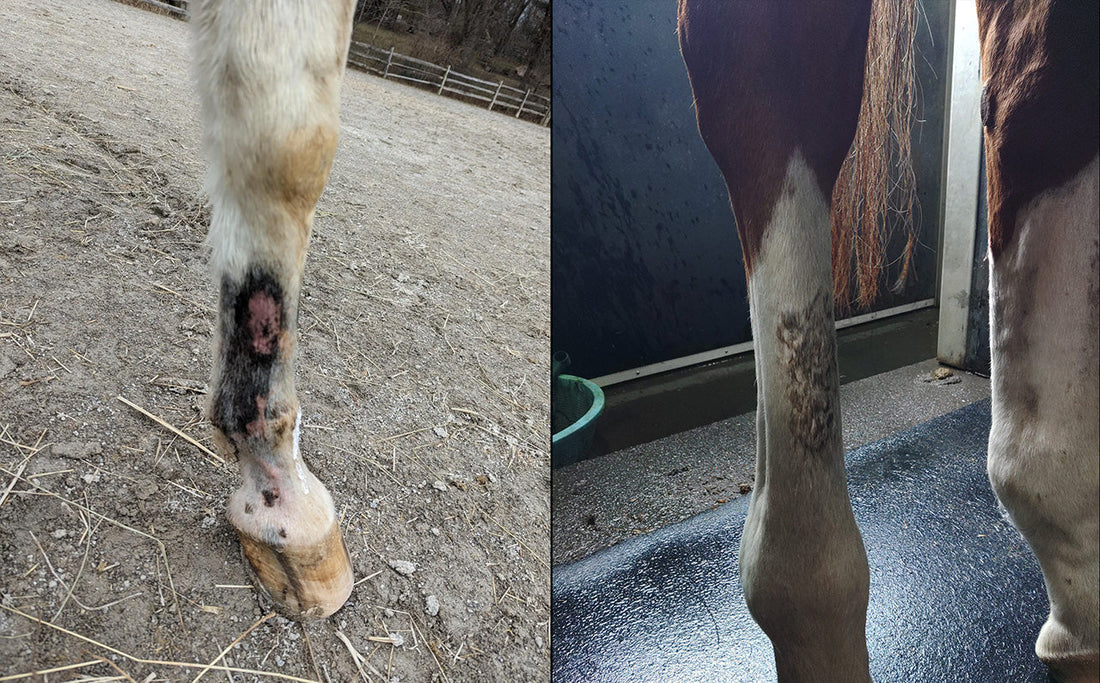 Cannon Crud in Horses: Why That Patch of Skin?